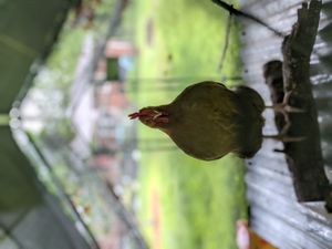 photo of my chicken